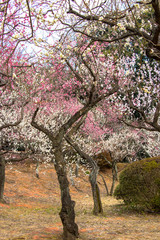 White plum and red plum tell the spring in Tokyo, Japan