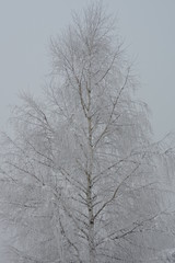 A birch covered with snow and ice in winter