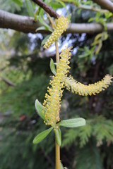 Weeping willow catkins © E-lona
