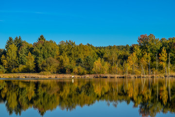 View over a lake in a nature reserve, cloudless blue sky, trees mirroring in the water, birds flying through the sky, Schwenninger Moos, Germany