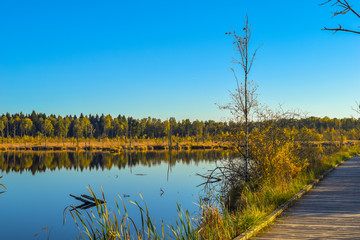 View through reed over a pond in a nature reserve, no clouds, blue sky, trees mirroring in water, Schwenninger Moos, Germany