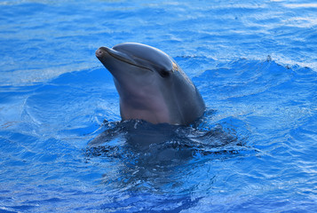 delfin