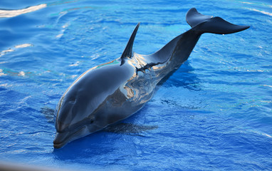 delfin © alberto