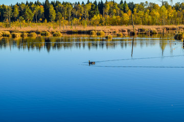View over a lake in a nature reserve, cloudless blue sky, trees mirroring in the water, ducks swimming in the pond, Schwenninger Moos, Germany