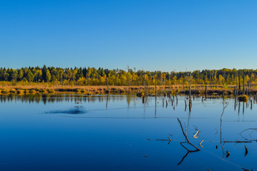 View over a lake in a nature reserve, cloudless blue sky, trees mirroring in the water, ducks swimming in the pond, Schwenninger Moos, Germany