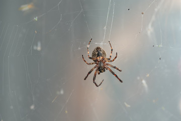 Large hairy spider in a web on a gray background