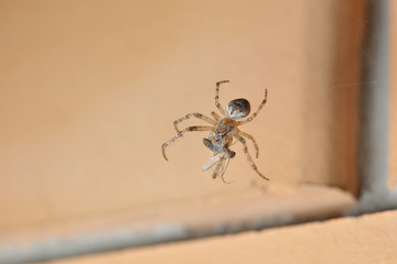 A large hairy spider in a web on a beige background eats its prey