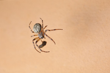Large hairy spider in a web on a beige background