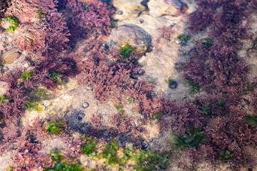 Rock pools