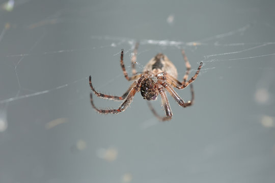 Large hairy spider in a web on a gray background