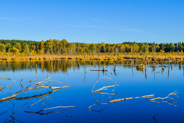 View over a lake in a nature reserve, cloudless blue sky, trees mirroring in the water, Schwenninger Moos, Germany