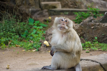 Thailand, Phuket, 2017 - Monkeys near Big Buddha's temple in a cave
