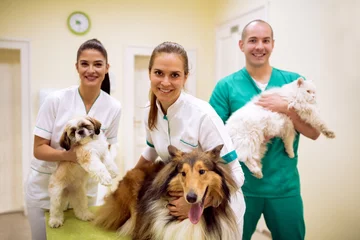 Fototapete Tierärzte Tierarztteam mit Tieren im Erfolgshaustierkrankenwagen