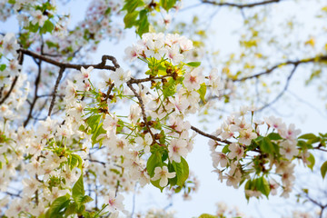 Cherry blossom (sakura) tree branch in the Osaka castle park in spring season in Japan. Seasonal and natural background.