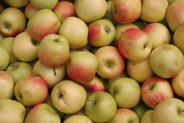 Sehr viele Äpfel, Apfelwein keltern in Hessen