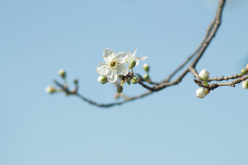 Primo piano di uno dei primi fiori di ciliegio fioriti e un cielo sereno sullo sfondo