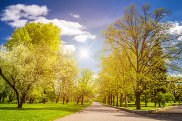 Park in the spring with green lawn, sun light. Stone pathway in a green park