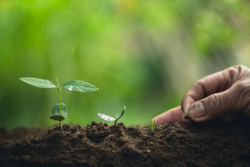 Growth,Young tree plant a tree Watering a tree in nature light and background