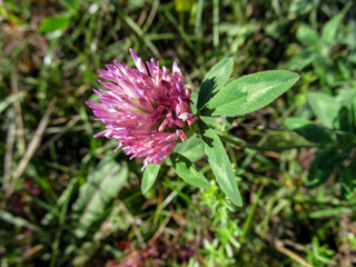 Violet-pink clover flower close-up on blurred background. Trifolium pratense or red clover is a herbaceous species of flowering plant that is grown as a valuable fodder crop and is a symbol of Denmark