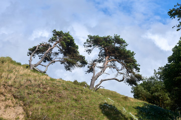 Baltic sea coastline near Liepaja, Latvia. Sand dunes with pine trees. Classical Baltic beach landscape. Wild nature