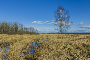 Obraz premium A lonely birch on a swampy meadow