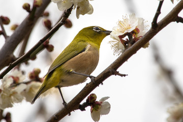 Plum and mezzo in Tokyo, Japan