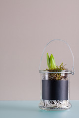 Homemade decoration of hyacinth in glass jar.