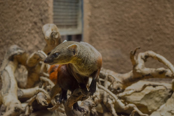 Naklejka na ściany i meble Sweet little animal with orange black striped tails, ring-tailed mongoose