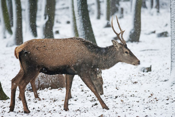 Naklejka na ściany i meble Red Deer, Cervus elaphus, stag, animal in winter forest, Slovakia