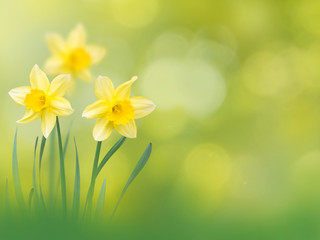 Fleurs de narcisse jaune fond de printemps