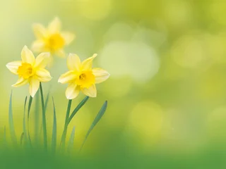 Papier Peint photo Lavable Narcisse Fleurs de narcisse jaune fond de printemps