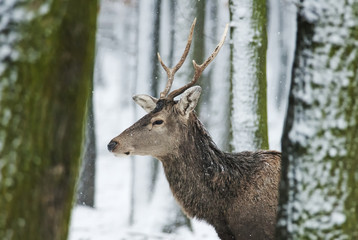 Red Deer, Cervus elaphus, stag, animal in winter forest, Slovakia