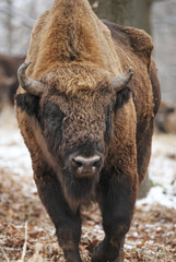 Fototapeta premium European Bison, Bison bonasus, Visent, herbivore in winter, herd, Slovakia