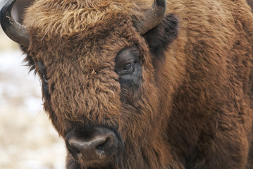 European Bison, Bison bonasus, Visent, herbivore in winter, herd, Slovakia