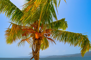 Coconut palm with big coconuts in the caribbean sea, blue sky in the background