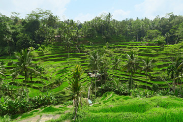 Fototapeta na wymiar Rice terraces view in Ubud, Bali, Indonesia