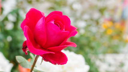 Red roses flower in the garden.