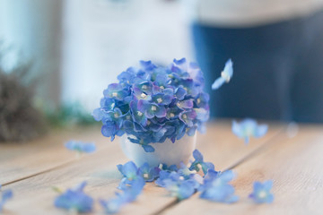 Blue Hydrangea in white Ceramic Vase and fallen on the wooden table