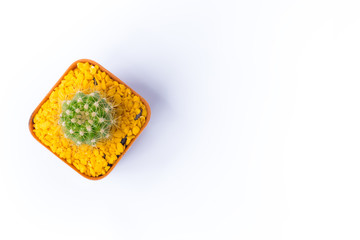 Cactus on a white background.