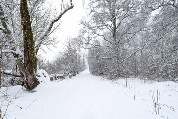 Winter time at a forest, pathway, Schwenninger Moos, the origin of the river Neckar, trees are white, it is snowing, the path is totally white