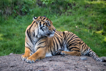 Alert tiger laying on a rock