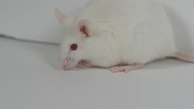 lab mouse in science experiment being tested on for research