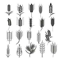 Wheat ear icon set. Cereals Symbols can be used for Organic plants, bread and eat, natural food, agriculture seed. For logo design Natural Product and Farm Company. Vector illustration Flat design