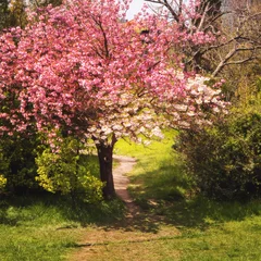 Cercles muraux Fleur de cerisier Beau sakura en fleurs
