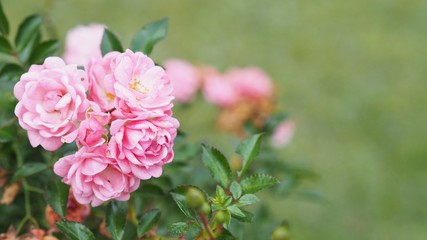 Closeup Shot of Beautiful Pink Polyantha Rose / Fairy Rose (Selective Focus, Blurred Background).