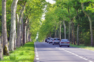 traffic of cars in forest road with trees on the side