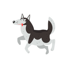 Siberian husky dog character running putting his tongue out vector Illustrations on a white background