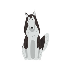 Siberian husky dog character sitting, purebred dog vector Illustrations on a white background