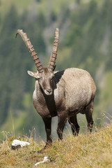 Alpine ibex,Capra ibex, herd of herbivores, high mountains,Switzerland,Europe