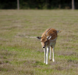 beautiful wild deer in nature
